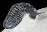 Morocconites Trilobite Fossil - Orange Eyes #108534-3